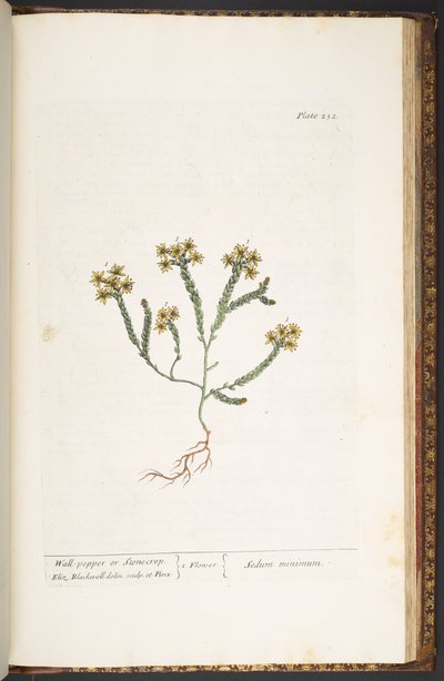 Tafel 232, aus 