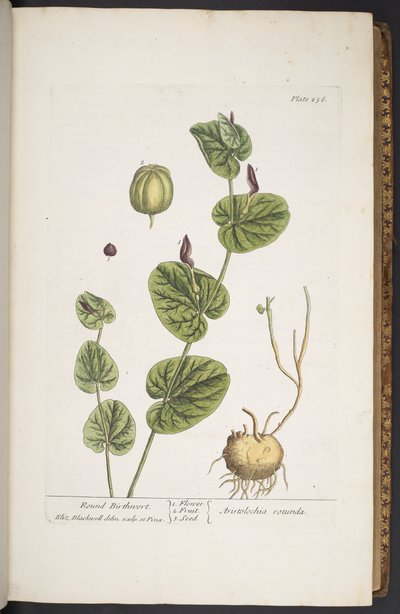 Tafel 256, aus 