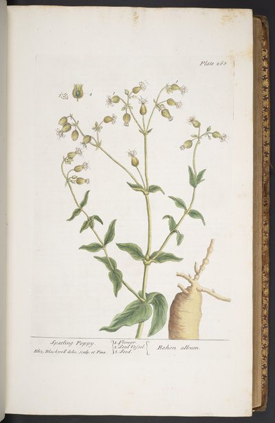 Tafel 268, aus 