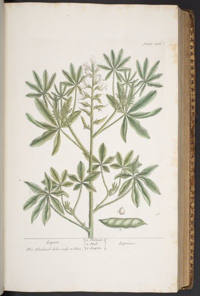 Tafel 282, aus 