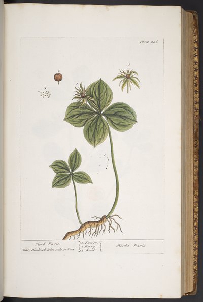 Tafel 286, aus 