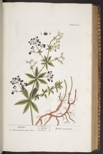 Tafel 326, aus 