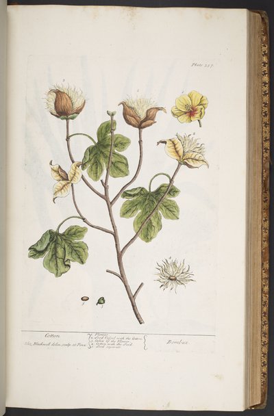 Tafel 357, aus 