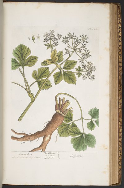 Tafel 408, Alexanders, aus 