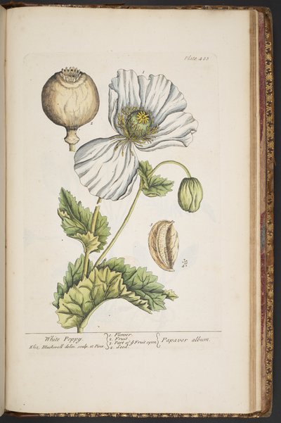 Tafel 483, aus 