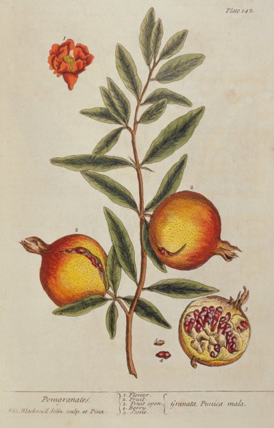 Punica granatum, aus 