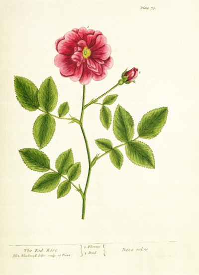 Rose: Gallica, aus 