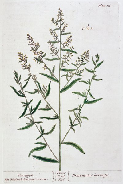Estragon von Elizabeth Blackwell