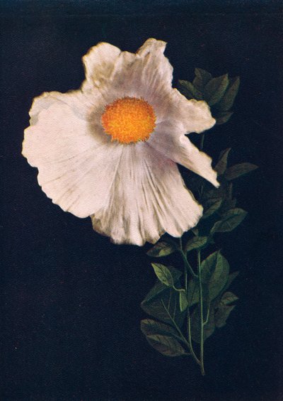 Matilija-Mohn, um 1915, 1915 von Emma Graham Clock