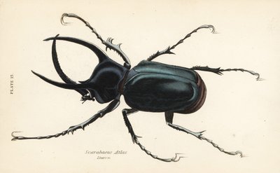 Atlas-Käfer, Chalcosoma atlas (Scarabaeus atlas) von English School