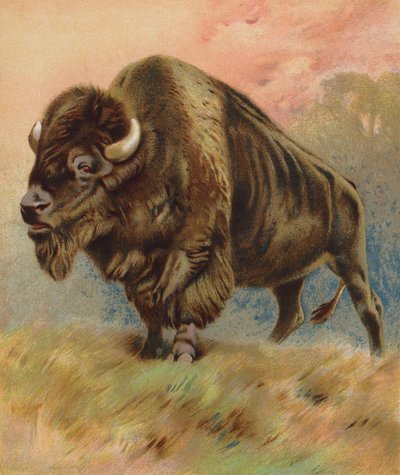 Bison von English School