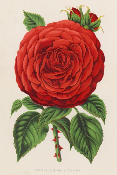 Bourbon-Rose, Rev H Dombrain (Farblithografie) von English School