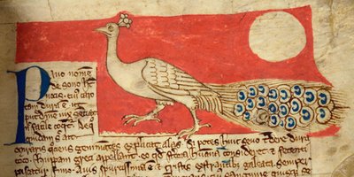 CCA-LitMs/D/10 fol. 22r Pfau, aus Bestiarium von English School