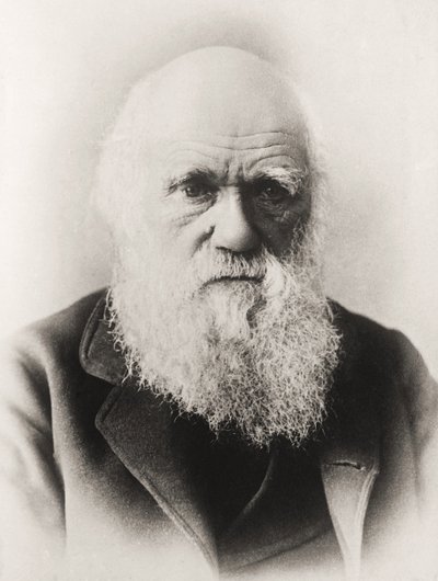 Charles Darwin von English School