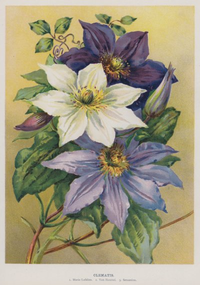 Clematis von English School