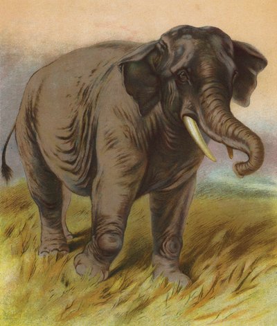 Elefant von English School