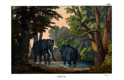 Elefant von English School