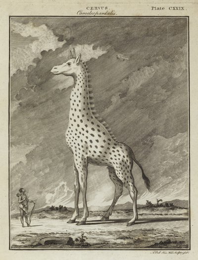 Giraffe (Cervus camelopardalis) von English School