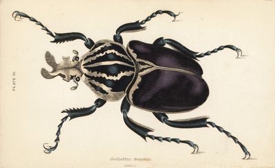 Goliathkäfer, Goliathus goliatus (Goliathus magnus) von English School