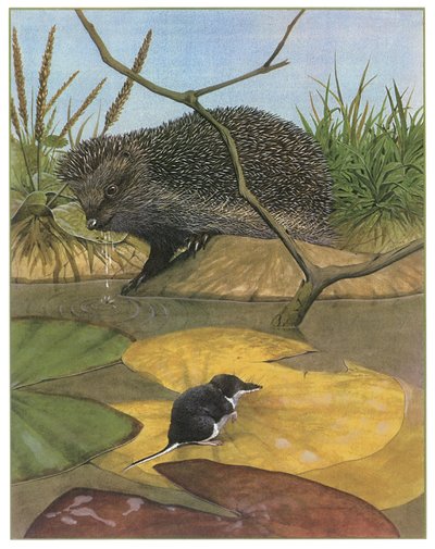 Igel und Wühlmaus von English School