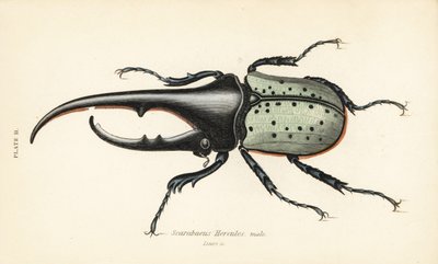 Herkuleskäfer, männlich, Dynastes hercules, Scarabaeus hercules von English School