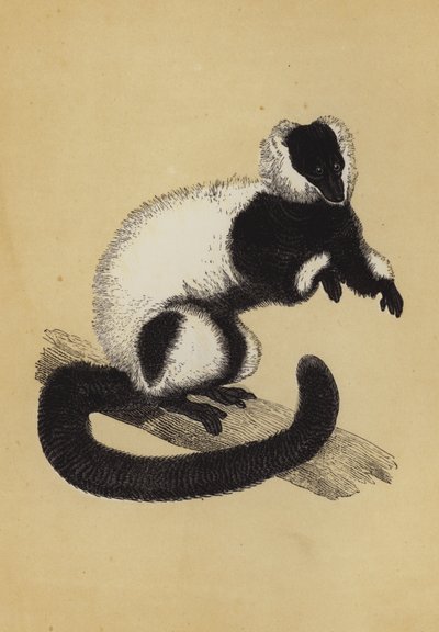 Lemur von English School