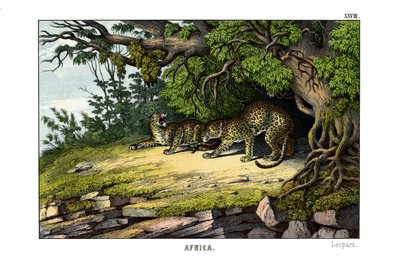 Leopard von English School