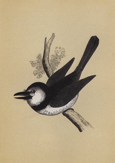 Puffvogel von English School