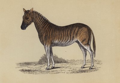 Quagga von English School