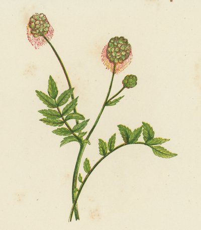 Kleiner Wiesenknopf, Poterium Sanguisorba von English School