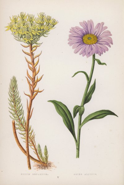 Felsen-Fetthenne; Alpen-Aster (Farblithografie) von English School