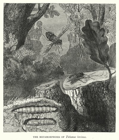 Die Metamorphosen von Tabanus bovinus (Stich) von English School