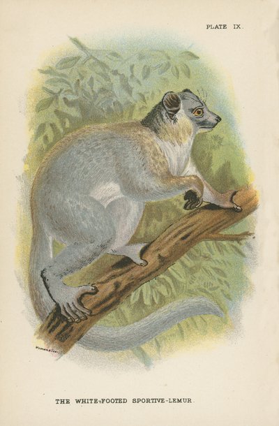 Der Weißfüßige Sportive-Lemur von English School