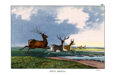 Wapiti von English School