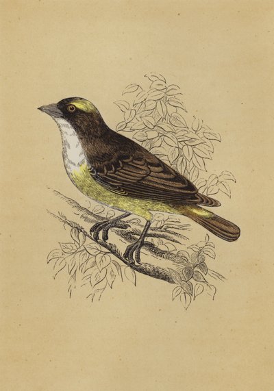 Webervogel von English School