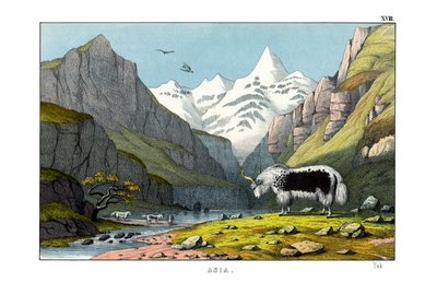 Yak von English School