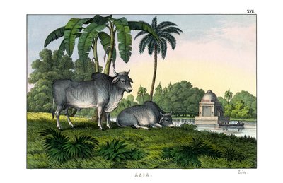 Zebu von English School