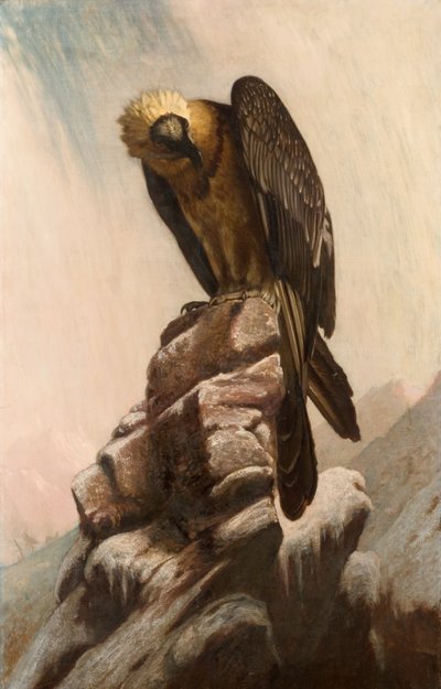 Adler auf Klippe von English School English School