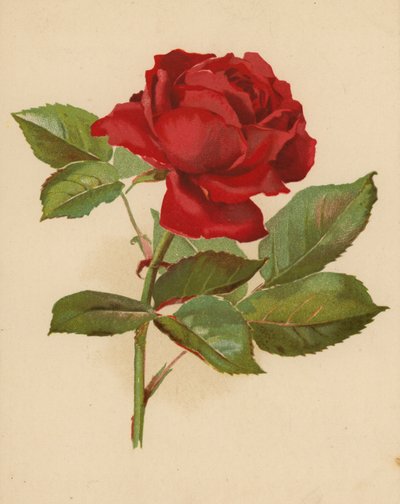 Rote Gartenrose von Ethel C. Nisbet