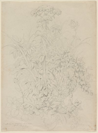 Pflanzenstudie von Eugene Bléry