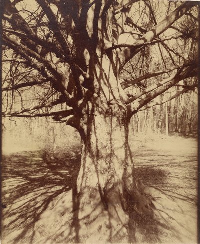 Baum (Garche) Buche von Eugène Atget