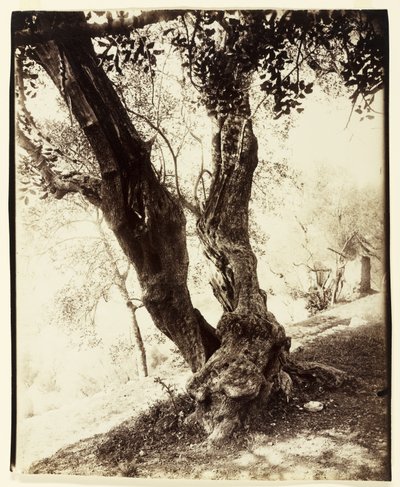 Olivier, Nizza, ca. 1900 von Eugène Atget