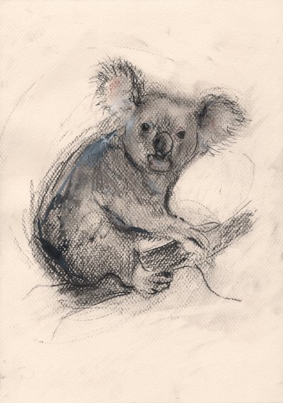 Koala von Faisal Khouja