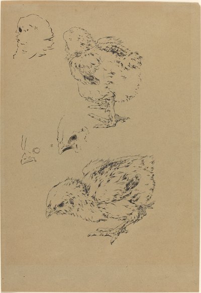 Küken von Felix Bracquemond