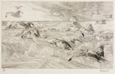 Die Möwen von Felix Bracquemond