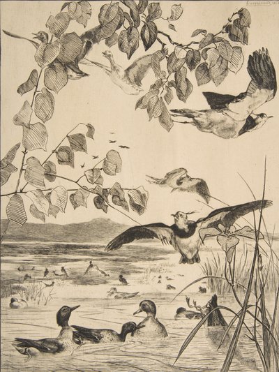 Kiebitze und Krickenten von Felix Bracquemond