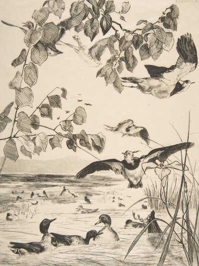Vanneaux et Sarcelles, 1862 von Felix Bracquemond