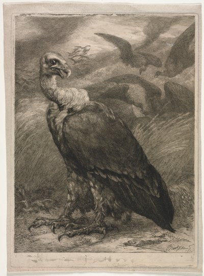 Geier, 1904 von Felix Bracquemond