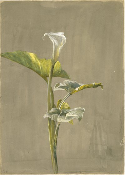 Calla-Lilie (1875) von Fidelia Bridges