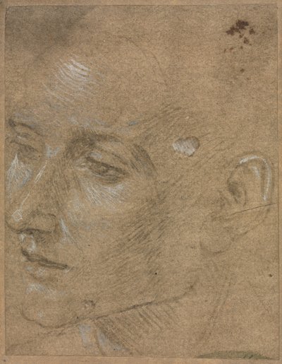 Kopf eines jungen Mannes von Filippino Lippi